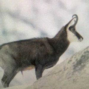 Meet your Posher, Jayda